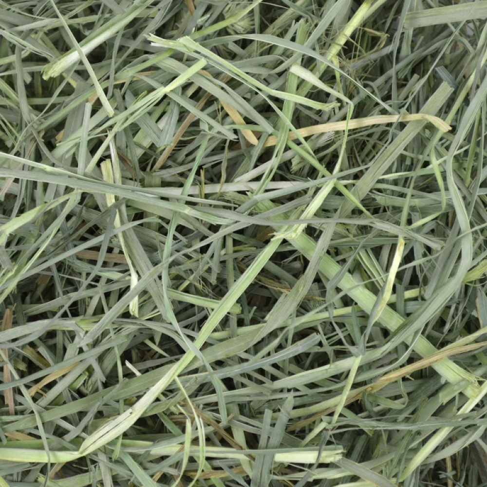 Χόρτο Oxbow Orchard Grass Hay 425gr 5 Χόρτο Oxbow Orchard Grass Hay 425gr - Image 3