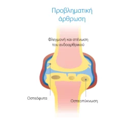 Συμπλήρωμα Διατροφής Χονδροπροστατευτικό για Σκύλους Wejoint Plus Medium Breed 30 Δισκία -Προμήθειες Για Κατοικίδια Κατάστημα πωλήσεων WE 0100 02 1000x1000 2