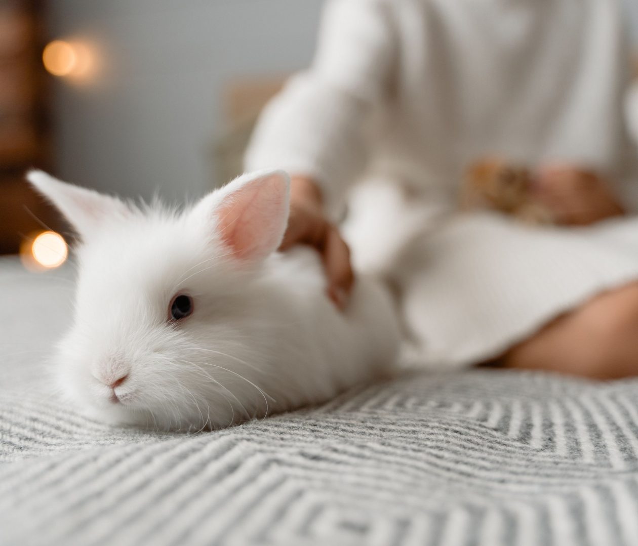 Προμήθειες Για Κατοικίδια Κατάστημα πωλήσεων 9 Προμήθειες Για Κατοικίδια Κατάστημα πωλήσεων -Προμήθειες Για Κατοικίδια Κατάστημα πωλήσεων kouneli